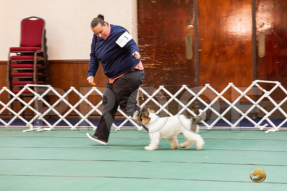 Best Puppy SatJJJ_6677-PBGVKrvlTX2019-HR3
