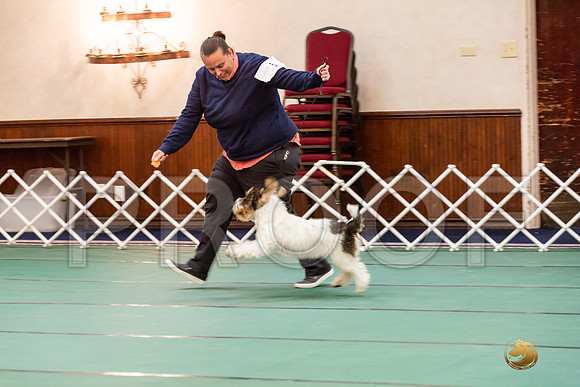 Best Puppy SatJJJ_6680-PBGVKrvlTX2019-HR3