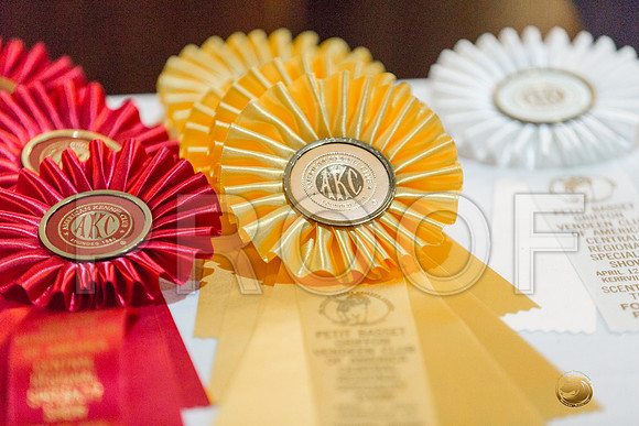 Scent Work Candids FriJJJ_4124-PBGVKrvlTX2019-HR3