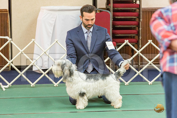 Sweeps 12 to 18 Dog SatJJJ_4274-PBGVKrvlTX2019-HR3