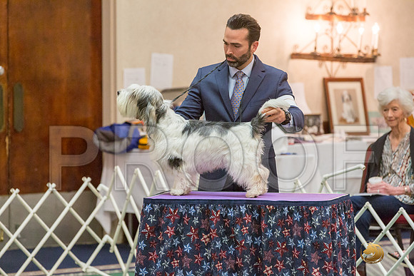 Sweeps 12 to 18 Dog SatJJJ_4286-PBGVKrvlTX2019-HR3
