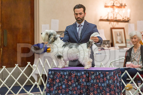 Sweeps 12 to 18 Dog SatJJJ_4287-PBGVKrvlTX2019-HR3