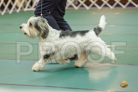 Sweeps 12 to 18 Dog SatJJJ_4297-PBGVKrvlTX2019-HR3