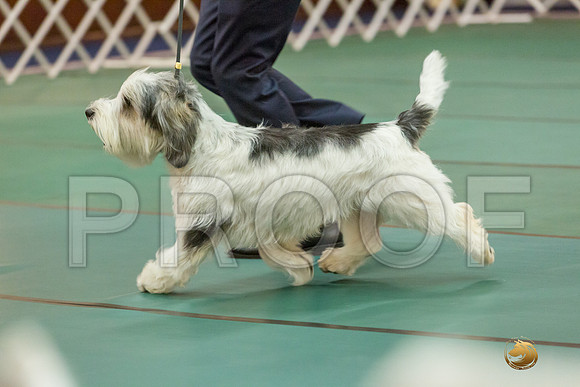 Sweeps 12 to 18 Dog SatJJJ_4299-PBGVKrvlTX2019-HR3