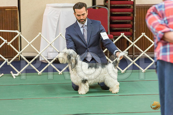 Sweeps 12 to 18 Dog SatJJJ_4273-PBGVKrvlTX2019-HR3