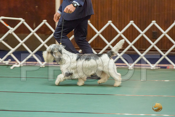 Sweeps 12 to 18 Dog SatJJJ_4276-PBGVKrvlTX2019-HR3