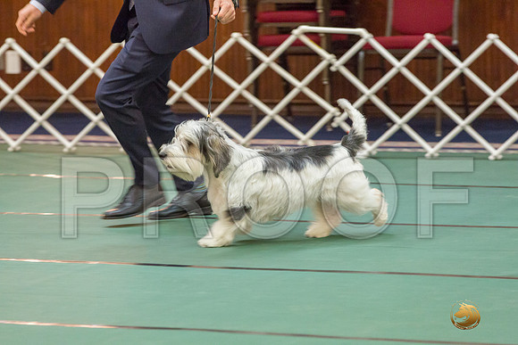 Sweeps 12 to 18 Dog SatJJJ_4284-PBGVKrvlTX2019-HR3