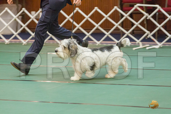 Sweeps 12 to 18 Dog SatJJJ_4285-PBGVKrvlTX2019-HR3
