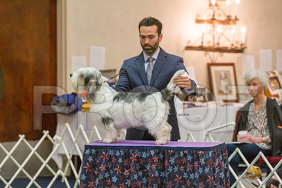 Sweeps 12 to 18 Dog SatJJJ_4290-PBGVKrvlTX2019-HR3