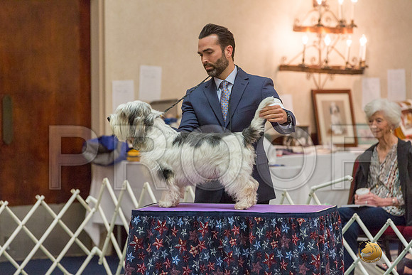 Sweeps 12 to 18 Dog SatJJJ_4291-PBGVKrvlTX2019-HR3