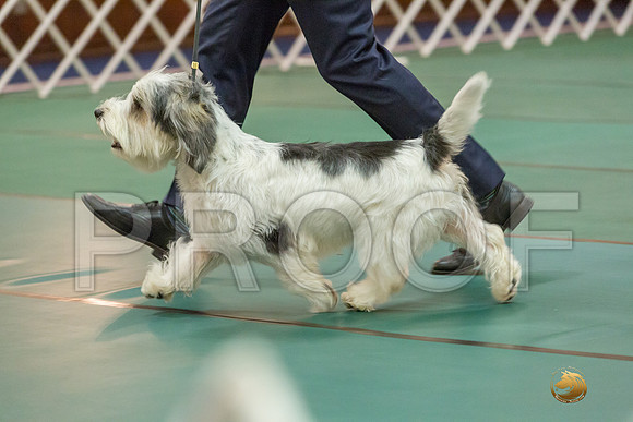 Sweeps 12 to 18 Dog SatJJJ_4300-PBGVKrvlTX2019-HR3