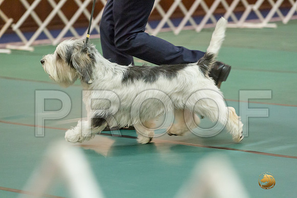 Sweeps 12 to 18 Dog SatJJJ_4301-PBGVKrvlTX2019-HR3