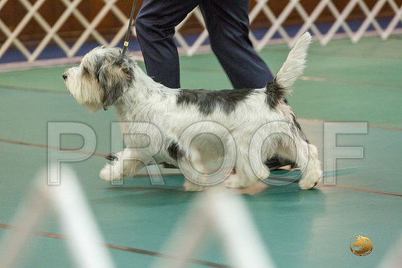 Sweeps 12 to 18 Dog SatJJJ_4302-PBGVKrvlTX2019-HR3