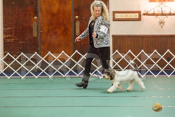 Sweeps 6 to 9 Dog SatJJJ_4187-PBGVKrvlTX2019-HR3