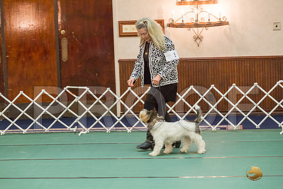 Sweeps 6 to 9 Dog SatJJJ_4195-PBGVKrvlTX2019-HR3
