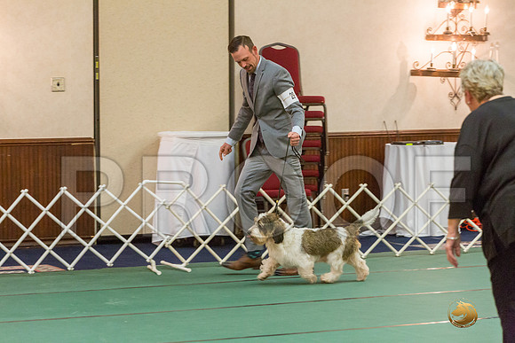 Vet Dog SatJJJ_5729-PBGVKrvlTX2019-HR3
