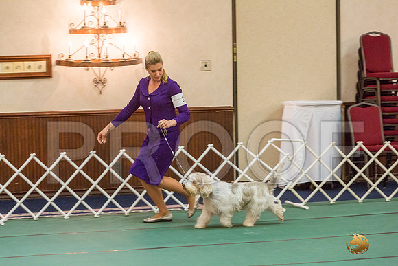 Vet Dog SatJJJ_5738-PBGVKrvlTX2019-HR3