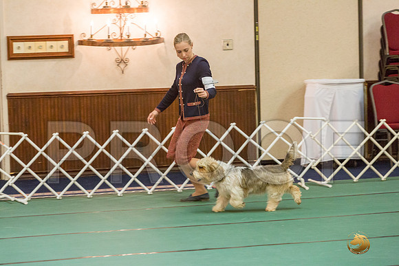 Vet Dog SatJJJ_5750-PBGVKrvlTX2019-HR3
