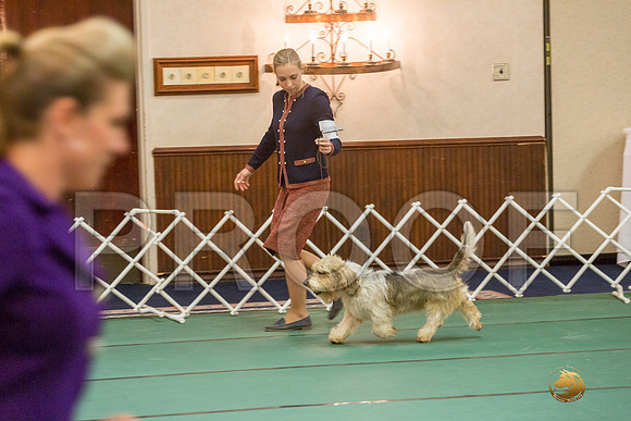 Vet Dog SatJJJ_5752-PBGVKrvlTX2019-HR3