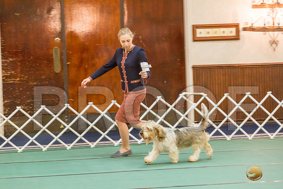 Vet Dog SatJJJ_5755-PBGVKrvlTX2019-HR3