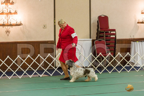Winners Dog SatJJJ_5330-PBGVKrvlTX2019-HR3