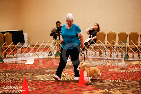 _JJ_7585-HstnCorgiFeb2015-HR3