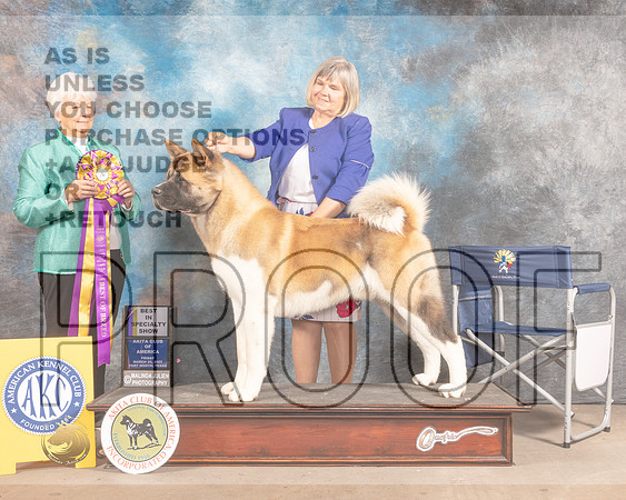 Akita #15 Fri BISS Judge Gloria Kerr-MMJ_7302-FW2022-HR3