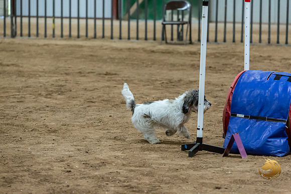 Agility Std ME Regional 8%22 DarcyJJJ_5748-PBGVKrvlTX2019-HR3
