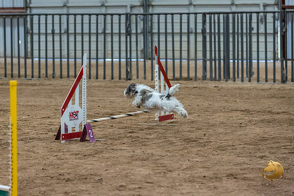Agility Std ME Regional 8%22 DarcyJJJ_5749-PBGVKrvlTX2019-HR3