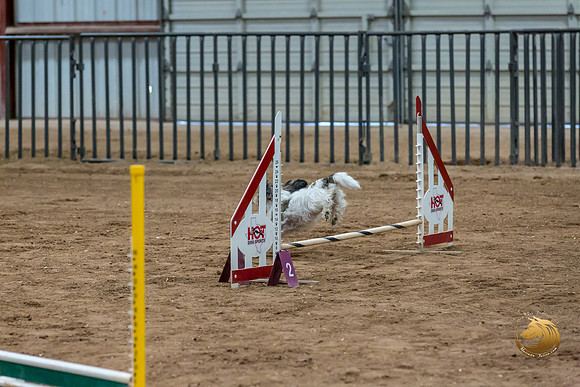 Agility Std ME Regional 8%22 DarcyJJJ_5750-PBGVKrvlTX2019-HR3