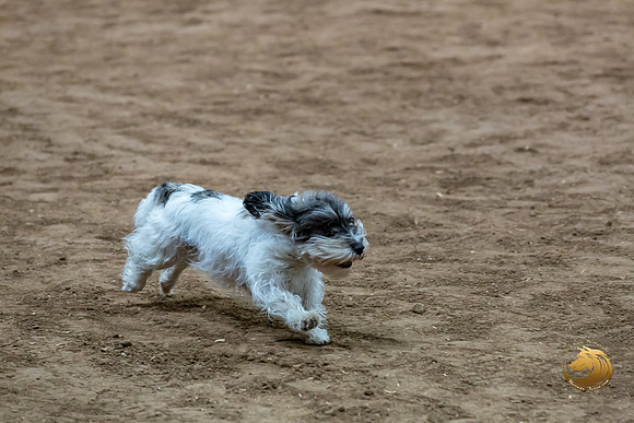 Agility T2B Regional 8%22 DarcyJJJ_5103-PBGVKrvlTX2019-HR3