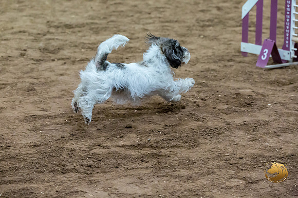 Agility T2B Regional 8%22 DarcyJJJ_5109-PBGVKrvlTX2019-HR3