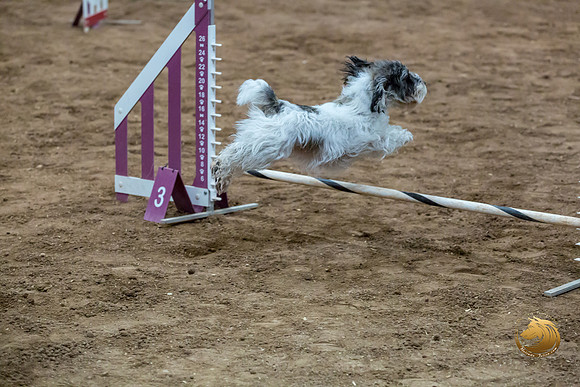 Agility T2B Regional 8%22 DarcyJJJ_5111-PBGVKrvlTX2019-HR3
