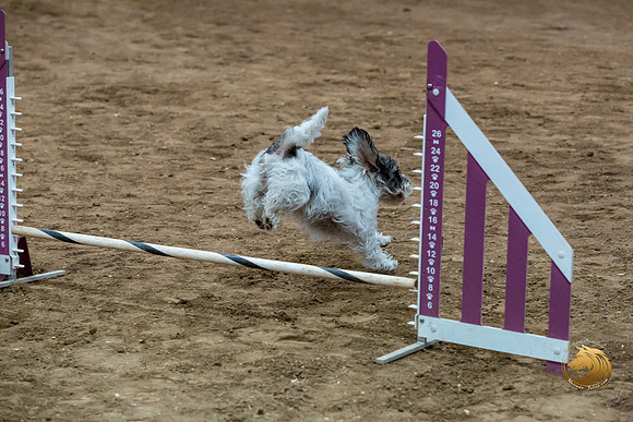 Agility T2B Regional 8%22 DarcyJJJ_5112-PBGVKrvlTX2019-HR3