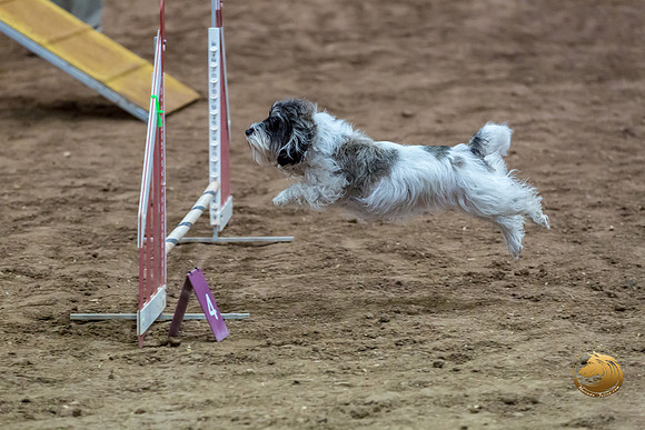 Agility T2B Regional 8%22 DarcyJJJ_5116-PBGVKrvlTX2019-HR3