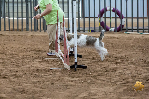 Agility JWW Nov National DalilaJJJ_4946-PBGVKrvlTX2019-HR3