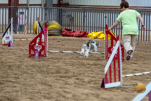 Agility JWW Nov National DalilaJJJ_4949-PBGVKrvlTX2019-HR3