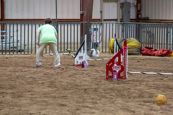 Agility JWW Nov National DalilaJJJ_4951-PBGVKrvlTX2019-HR3