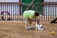 Agility JWW Nov National Dalila