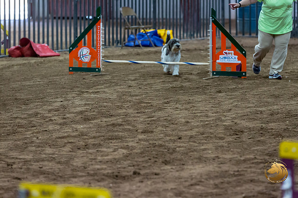 Agility JWW Nov National DalilaJJJ_4961-PBGVKrvlTX2019-HR3
