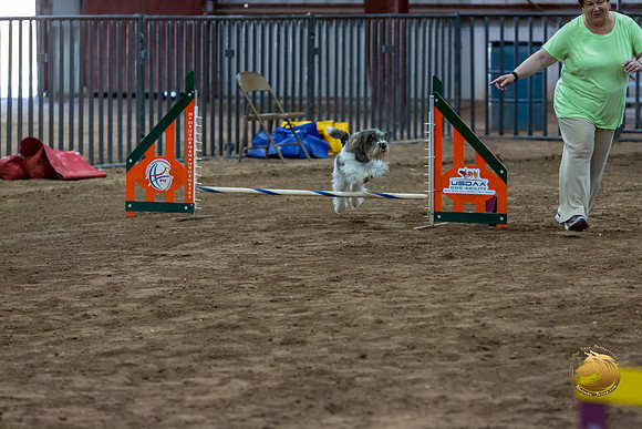 Agility JWW Nov National DalilaJJJ_4962-PBGVKrvlTX2019-HR3
