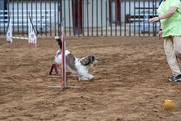 Agility JWW Nov National DalilaJJJ_4963-PBGVKrvlTX2019-HR3