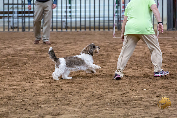 Agility JWW Nov National DalilaJJJ_4964-PBGVKrvlTX2019-HR3