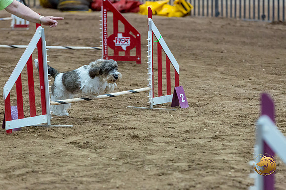Agility JWW Nov National DalilaJJJ_4966-PBGVKrvlTX2019-HR3