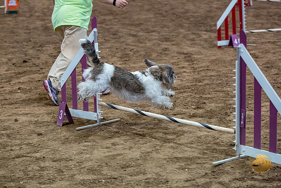 Agility JWW Nov Regional DalilaJJJ_4793-PBGVKrvlTX2019-HR3