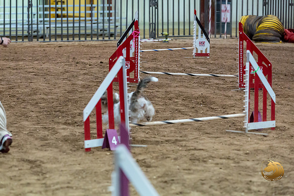 Agility JWW Nov Regional DalilaJJJ_4795-PBGVKrvlTX2019-HR3