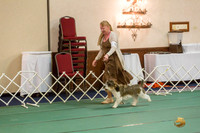 Amatuer Owner Handler #15 Sat