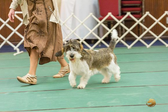 AOH Dog SatJJJ_5125-PBGVKrvlTX2019-HR3