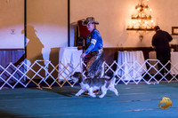 Donna Pangburn PBGV 2019 AMD