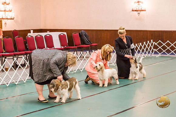 Best Puppy Thurs RingsJJJ_2896-PBGVKrvlTX2019-HR3